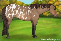 Horse Color:Bay Dun Appaloosa Brindle 