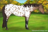 Horse Color:Bay Dun Appaloosa 