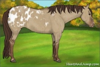 Horse Color:Liver Red Dun Appaloosa Brindle