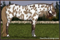 Horse Color:Liver Red Dun Appaloosa Rabicano 