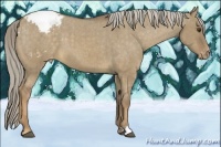 Horse Color:Chocolate Palomino Dun Appaloosa Brindle