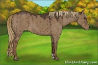 Horse Color:Liver Red Dun Appaloosa 