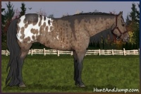 Horse Color:Brown Dun Appaloosa 
