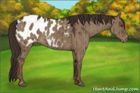 Horse Color:Liver Red Dun Blanket Rabicano Brindle 