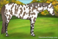 Horse Color:Liver Red Dun Appaloosa Brindle