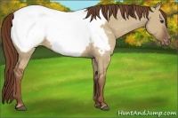 Horse Color:Red Dun Appaloosa 