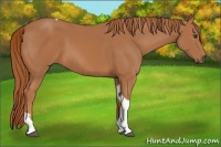 Horse Color:Chestnut Tobiano 