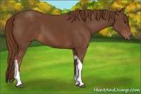 Horse Color:Chestnut Tobiano