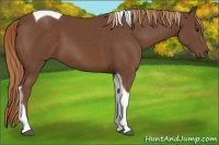 Horse Color:Chestnut Tobiano