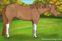 Horse Color:Chestnut Tobiano