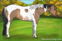 Horse Color:Bay Dun Tobiano 
