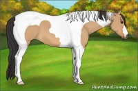 Horse Color:Bay Dun Tobiano 