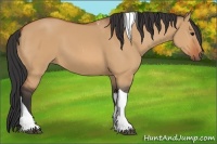 Horse Color:Bay Dun Tobiano