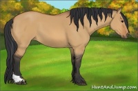 Horse Color:Bay Dun Tobiano 
