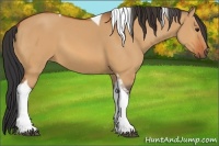 Horse Color:Bay Dun Tobiano