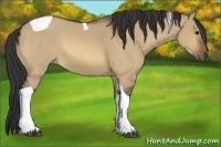 Horse Color:Bay Dun Tobiano 