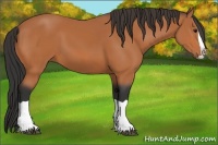 Horse Color:Bay Splash 