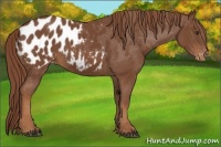 Horse Color:Chestnut Blanket 