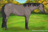 Horse Color:Grullo 