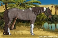 Horse Color:Liver Red Roan Tobiano