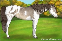 Horse Color:Brown Dun Sabino Splash Appaloosa Rabicano