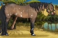 Horse Color:White Spotted Bay Dun Brindle 