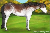 Horse Color:White Spotted Brown 