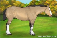 Horse Color:White Spotted Buckskin Dun 