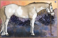 Horse Color:Liver Chestnut Pearl Splash