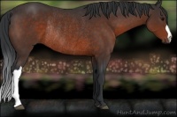 Horse Color:Brown Rabicano 