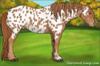 Horse Color:Chestnut Appaloosa