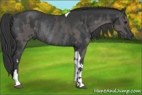 Horse Color:Grullo Tobiano  and Black Rabicano 