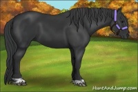 Horse Color:Black  and Black 