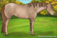 Horse Color:Liver Chestnut Pearl