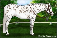 Horse Color:Chocolate Palomino Sabino Frame Appaloosa