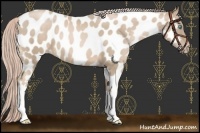 Horse Color:Chocolate Palomino Pearl Near Leopard