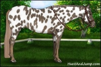 Horse Color:Chocolate Palomino Appaloosa