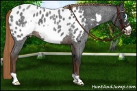 Horse Color:Liver Red Roan Frame Appaloosa 