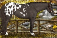 Horse Color:Liver Chestnut Appaloosa 