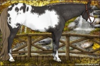 Horse Color:Liver Chestnut Sabino Frame Appaloosa 