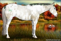 Horse Color:White Spotted Liver Red Dun Splash Varnish 
