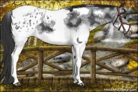 Horse Color:White Spotted Black Tobiano Frame Varnish 