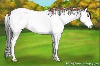 Horse Color:Grullo Splash Tobiano 