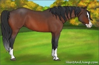 Horse Color:Bay Roan Splash 