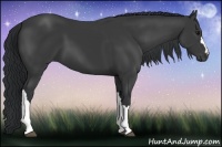 Horse Color:Black 