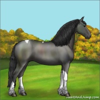 Horse Color:Grullo Sabino Tobiano Rabicano 