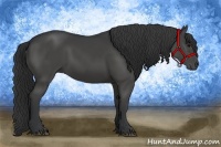 Horse Color:Black Rabicano 