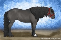 Horse Color:Black Rabicano 