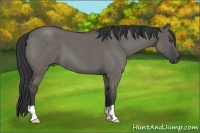 Horse Color:Unknown 