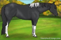 Horse Color:Black Tobiano